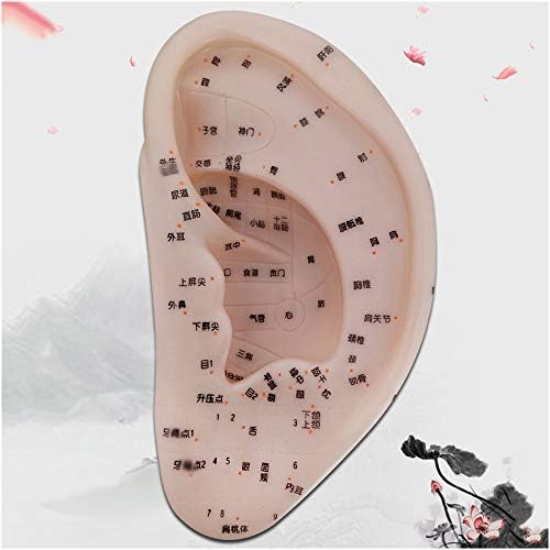 FHUILI 24 cm Fül Akupunktúra Modell - Fül Akupunktúrás Pontot Modell - a Hagyományos Kínai gyógyítás,