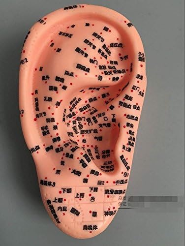 ALINsam Hangerősítő 17cm Orvosi Fül Masszázs, Akupunktúra Modell Fül Reflex Zóna Modell Fül Akupunktúrás